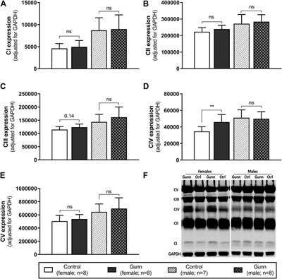 Mitochondrial Function, Fatty Acid Metabolism, and Body Composition in the Hyperbilirubinemic Gunn Rat